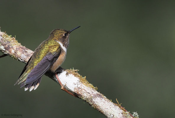 VULKANELFE, VULCANO HUMMINGBIRD, SELASPHORUS FLAMMULA