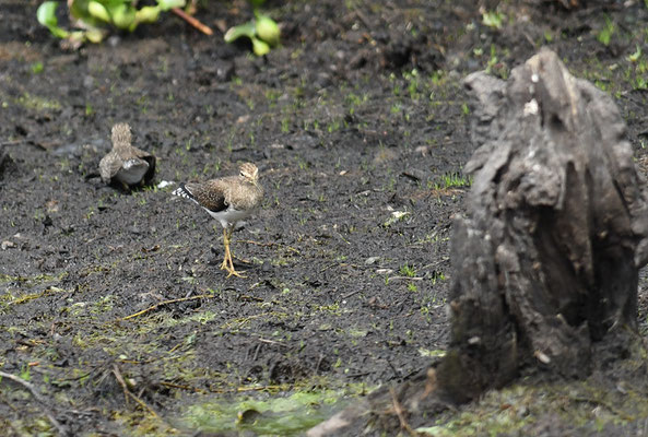 Einsamer Waldläufer, Solitary sandpiper, Tringa solitaria