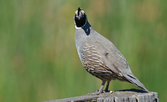 KALIFORNISCHE SCHOPFWACHTEL, CALIFORNIA QUAIL, CALLIPEPLA CALIFORNICA