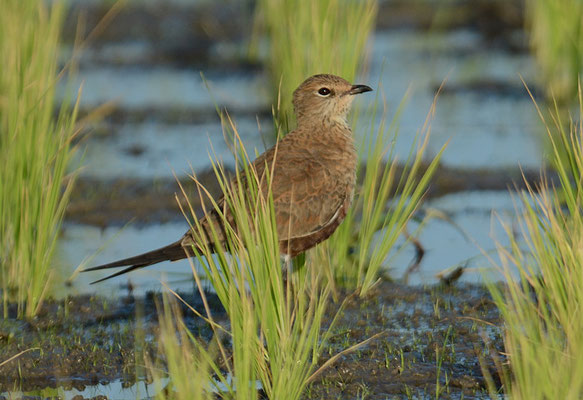 STELZENBRACHSCHWALBE, AUSTRALIAN PRATINCOLE, STILTIA ISABELLA