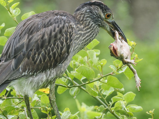 Krabbenreiher, Yellow-crowned Night-Heron - Nyctanassa violacea