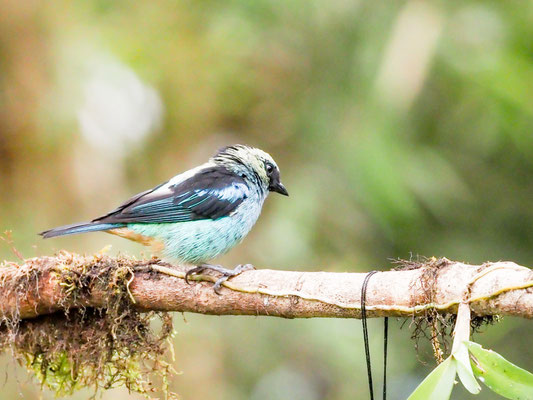 Schwarznackentangare, Metallic-green tanager - Tangara labradorides