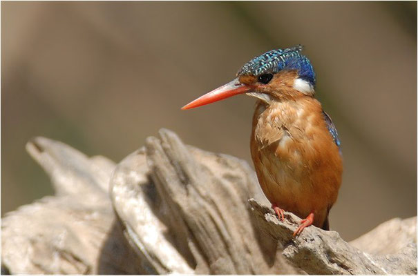 ZWERGHAUBENFISCHER, MELACHITE KINGFISHER, ALCEDO CRISTAT