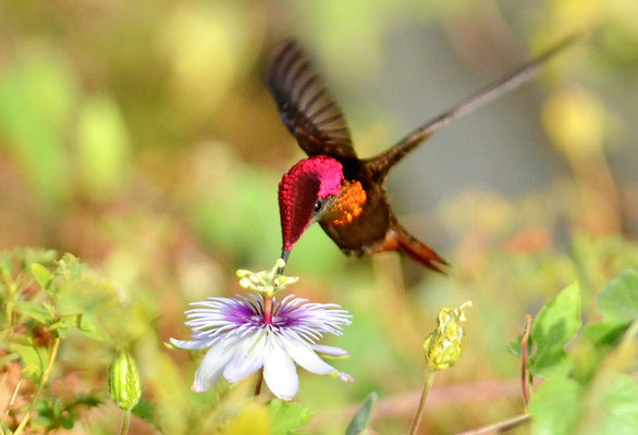 TOPASRUBINKOLIBRI, RUBY-TOPAZ HUMMINGBIRD, CHRYSOLAMPIS MOSQUITUS - CURACAO
