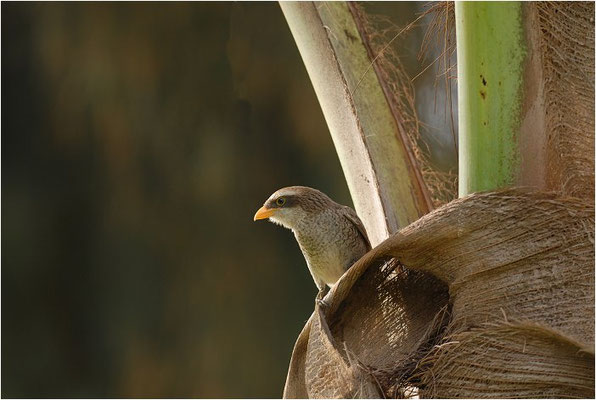 GELBSCHNABELWÜRGER, YELLOW-BILLED SHRIKE, CORVINELLA CORVINA