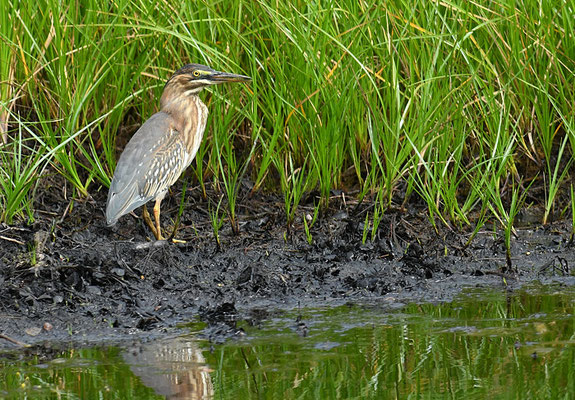 MANGROVENREIHER, STRIATED HERON, BUTORIDES STRIATA