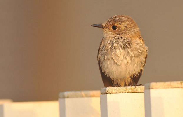 GRAUSCHNÄPPER, SPOTTED FLYCATCHER, MUSCICAPA STRIATA