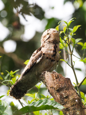 URUTAU-TAGESCHLÄFER, COMMON POTOO - NYCTIBIUS AETHEREUS