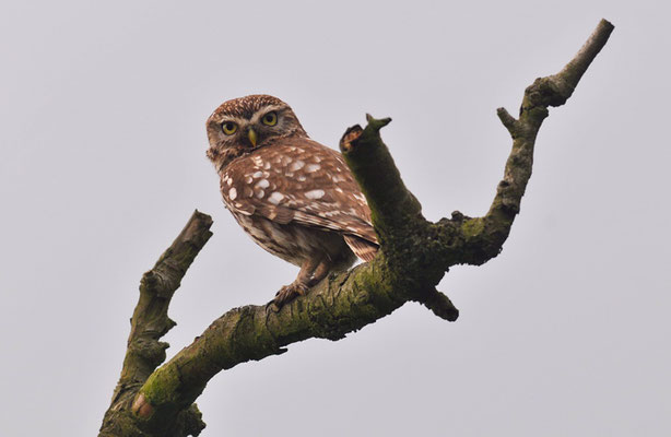 STEINKAUZ, LITTLE OWL , ATHENE NOCTUA
