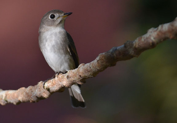 BRAUNER FLIEGENSCHNÄPPER, ASIAN BROWN FLYCATCHER, MUSCICAPA DAUURICA