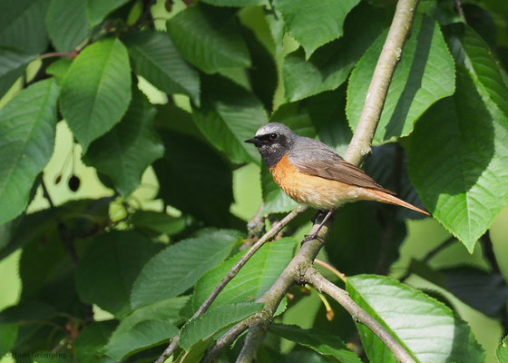 GARTENROTSCHWANZ, COMMON REDSTART, PHOENICURUS PHOENICURUS