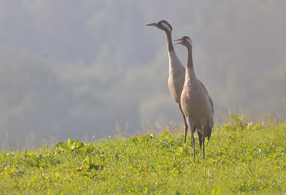 KRANICH, CRANE, GRUS GRUS
