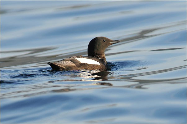 GRYLLTEISTE, BLACK GUILLEMOT, CEPHUS GRYLLE