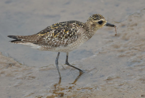 PAZIFISCHER GOLDREGENPFEIFER, PACIFIC GOLDEN PLOVER, PLUVIALIS FULVA 