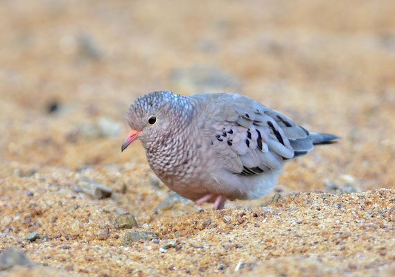 SPERLINGSTÄUBCHEN, COMMON GROUND DOVE, COLUMBINA PASSERINA