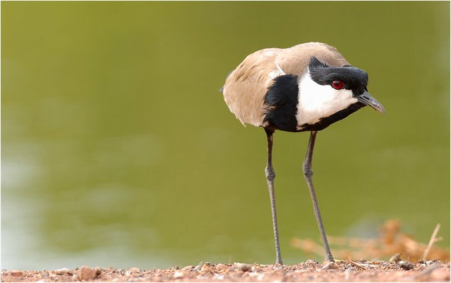 SPORNKIEBITZ, SPUR-WINGED PLOVER, VANELLUS SPINOSUS