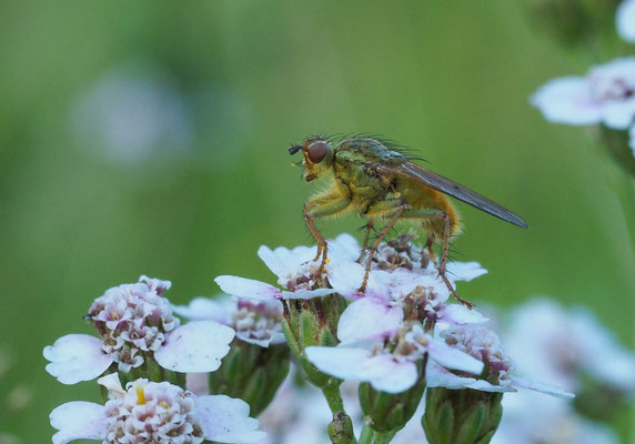 Gelbe Dungfliege, Scatophaga stercoraria