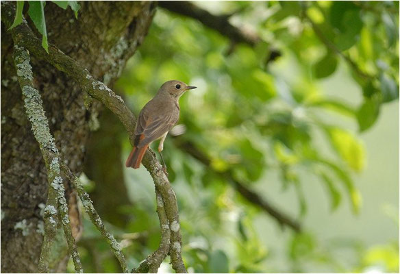 GARTENROTSCHWANZ, COMMON REDSTART, PHOENICURUS PHOENICURUS