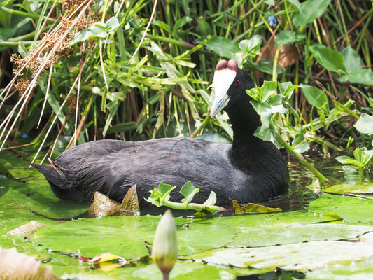 KAMMBLÄSSHUHN, RED-KNOBBED COOT, FULICA CRISTATA