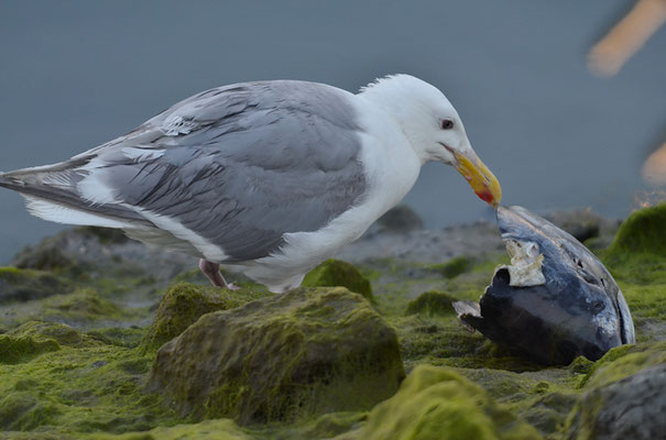 BERINGMÖWE, GLAUCOUS-WINGED GULL, LARUS GLAUCESCENS