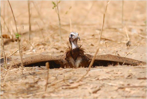 KAPPENGEIER, HOODED VULTURE, NECROSYRTES MONACHUS 