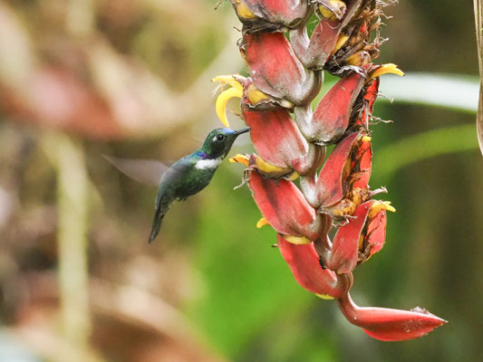 Ost- Bunthalskolibri, White-throated Daggerbill -Schistes geoffroyi