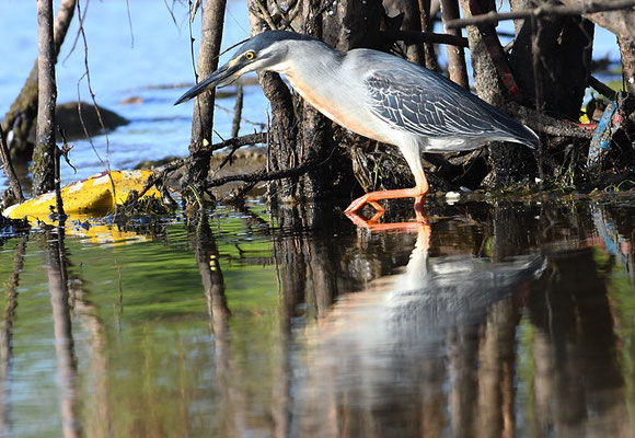 MANGROVENREIHER, STRIATED HERON, BUTORIDES STRIATA