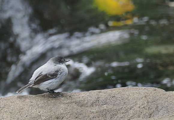 STURZBACH- KLEINTYRANN, TORRENT TYRANNULET, SERPOPHAGA CINEREA