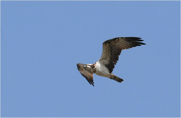 FISCHADLER, OSPREY, PANDION HALIAETUS