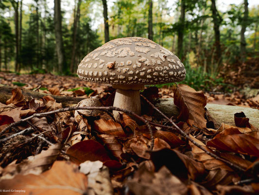 Grauer Wulstling - Amanita excelsa