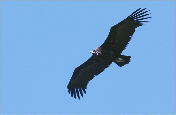 MÖNCHSGEIER, BLACK VULTURE, AEGYPIUS MONACHUS