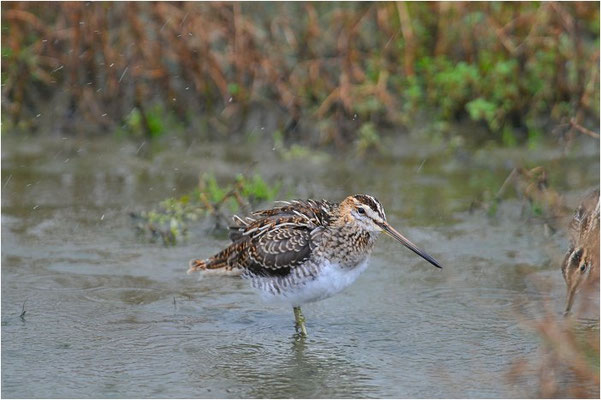 BEKASSINE, COMMON SNIPE, GALLINAGO GALLINAGO