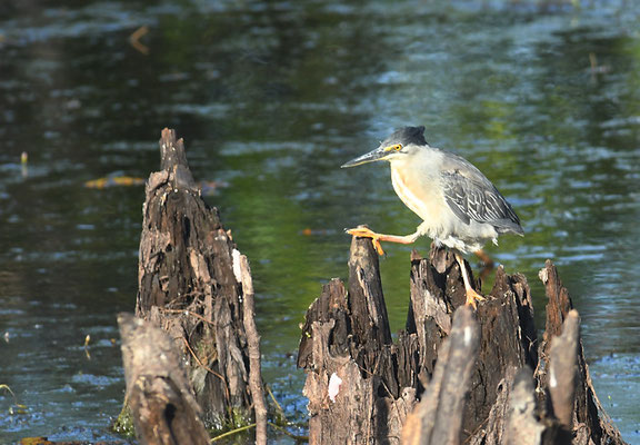 MANGROVENREIHER, STRIATED HERON, BUTORIDES STRIATA