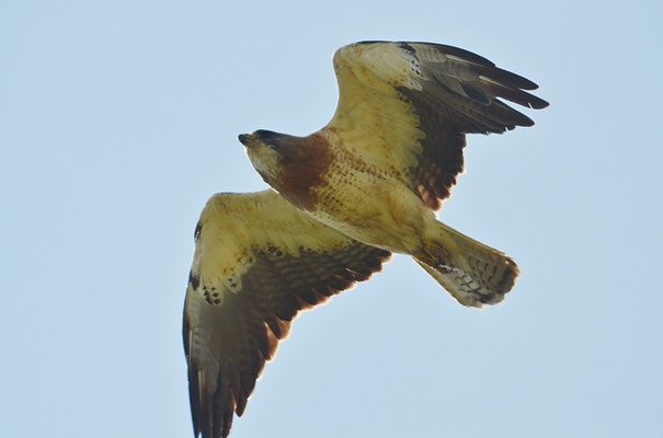 PRÄRIEBUSSARD, SWAINSON´S HAWK, BUTEO SWAINSONI