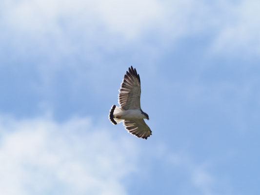 ROTRÜCKENBUSSARD, VARIABLE HAWK (RED-BACKED HAWK) - GERANOAETUS POLYOSOMA