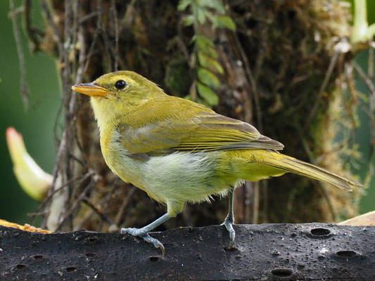 GUIRA-TANGARE, GUIRA TANAGER - HEMITHRAUPIS GUIRA