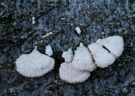 Gemeiner Spaltblättling - Schizophyllum commune