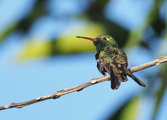 Kubasmaragdkolibri