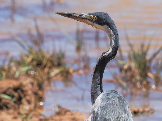 Schwarzhalsreiher, Black-headed heron - Ardea melanocephala