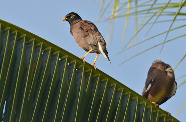 HIRTENMAINA, COMMON MYNA, ACRIDOTHERES TRISTIS