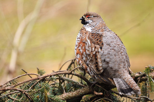 HASELHUHN, HAZEL GROUSE, TETRASTES BONASIA