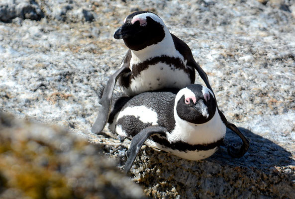 KAPPINGUIN, AFRICAN PENGUIN, PESPHENISCUS DEMERSUS