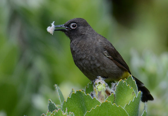 KAPBÜLBÜL, CAPE BULBUL, PYCNONOTUS CAPENSIS
