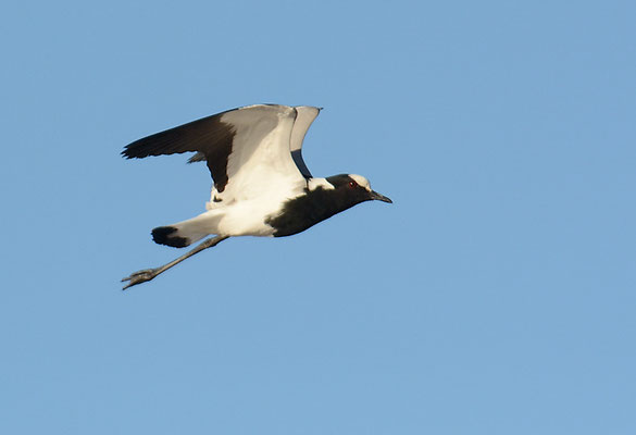 WAFFENKIEBITZ, BLACKSMITH LAPWING, VANELLUS ARMATUS