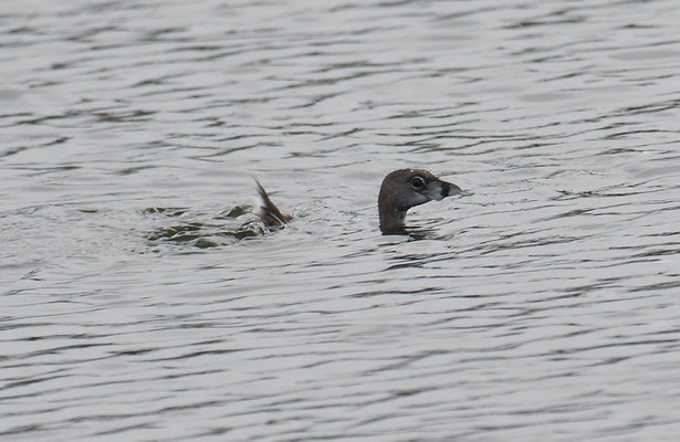 BINDENTAUCHER, PIED-BILLED GREBE, PODILYMBUS PODICEPS
