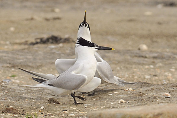 BRANDSEESCHWALBE, SANDWICH TERN, STERNA SANDVICENSIS