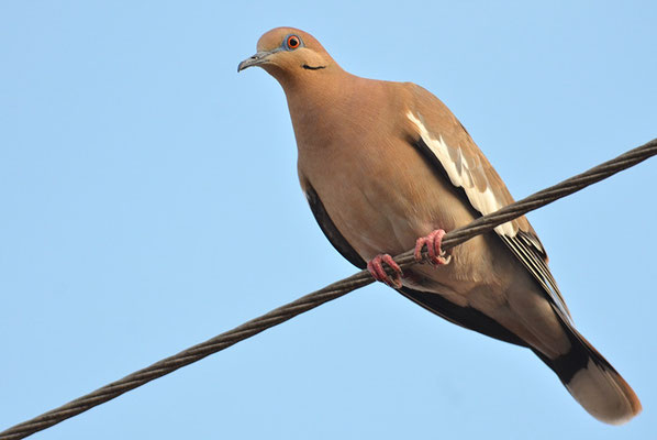 WEISSFLÜGELTAUBE, WHITE-WINGED DOVE, ZENAIDA ASIATICA