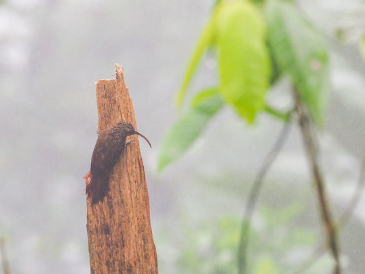BRAUN-SENSENSCHNABEL, BROWN-BILLED SKYTHEBILL - CAMPYLORHAMPUS PUSILLUS