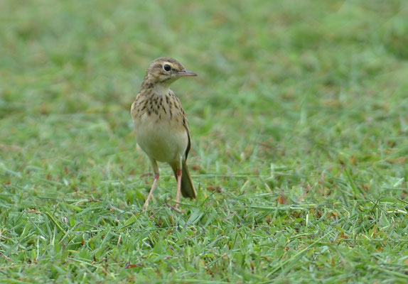 SPORNPIEPER, RICHARD´S PIPIT, ANTUS RICHARDI