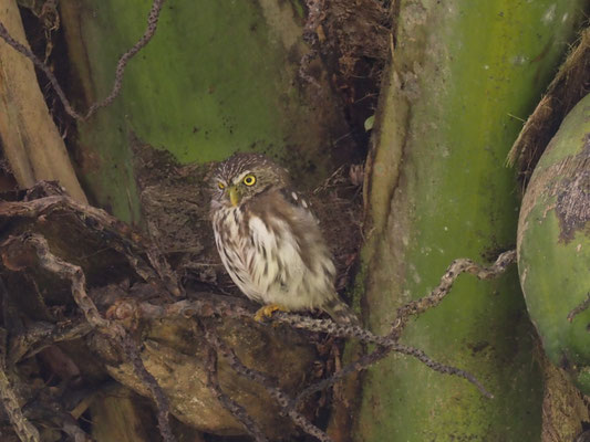 PERU-SPERLINGSKAUZ, PERUVIAN PYGMY-OWL - GLAUCIDIUM PERUANUM